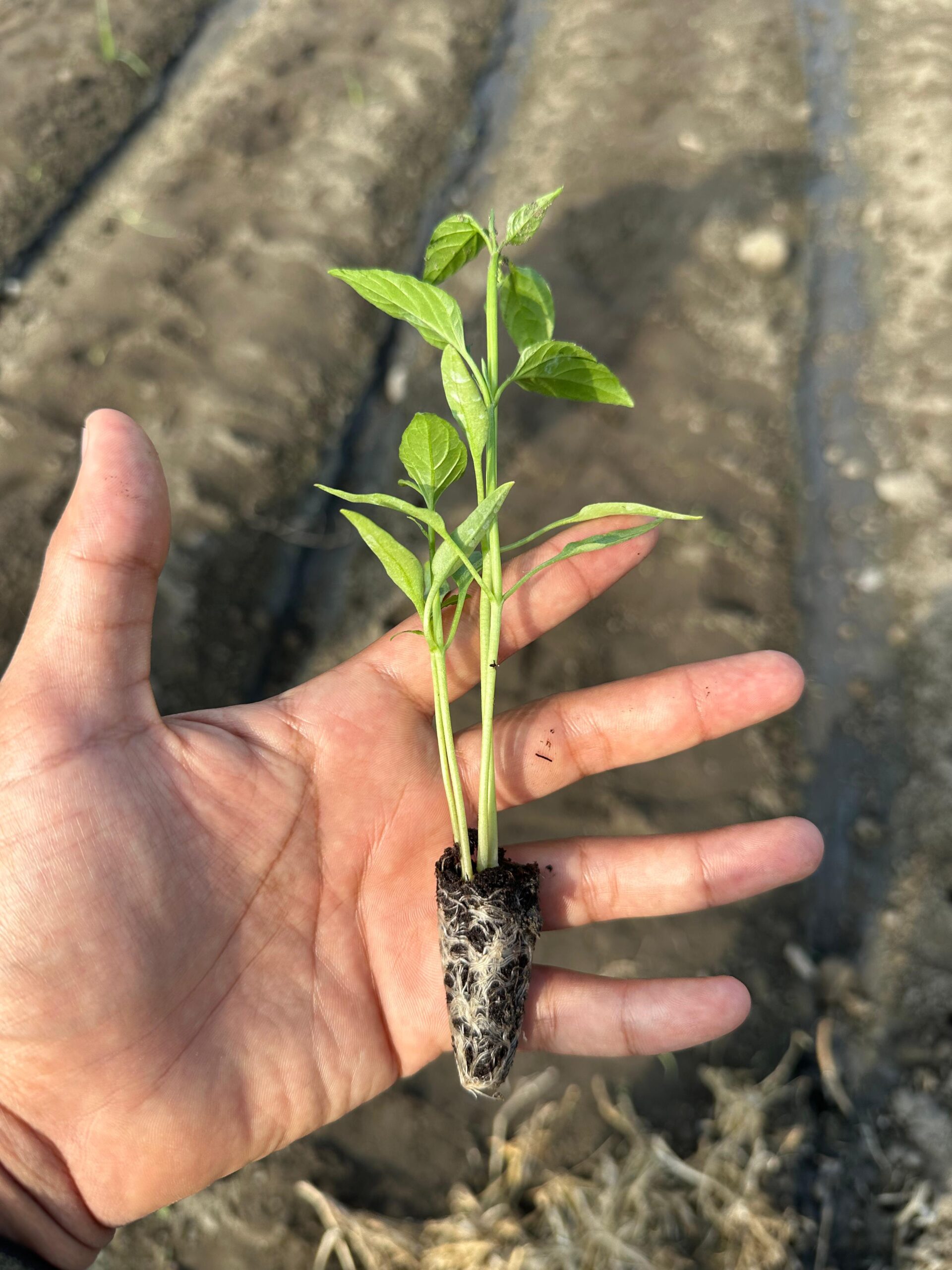 WhatsApp Image 2025-10-01 at 09.03.28 (2) (1)