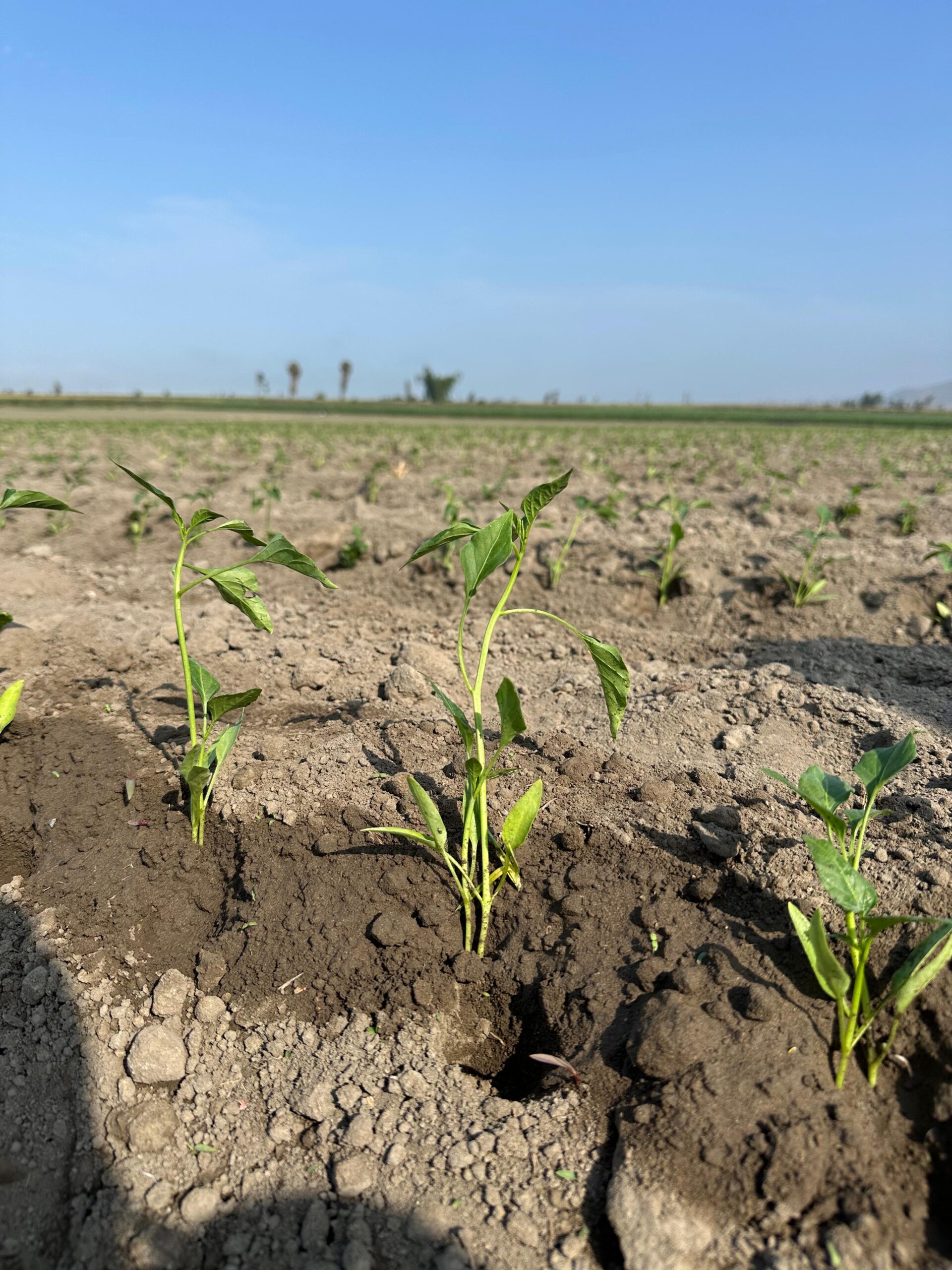 WhatsApp Image 2025-10-01 at 09.03.29 (1)